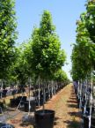 Brandywine Maple